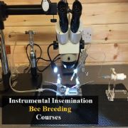 Instrumental Insemination in Bee Breeding Course